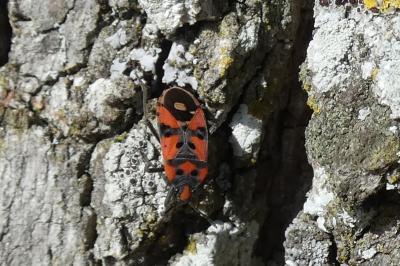 <i>Lygaeus equestris</i>