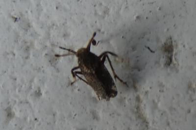 <i>Asiraca clavicornis</i>