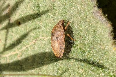 <i>Eurygaster</i>