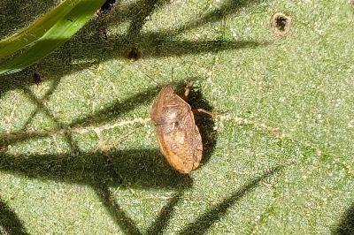 <i>Eurygaster</i>