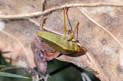 <i>Piezodorus lituratus</i>