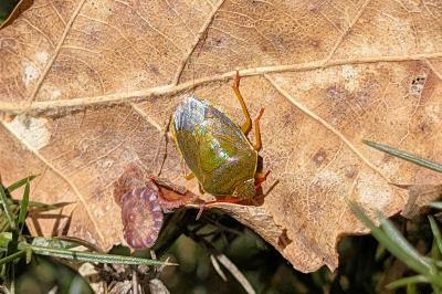 <i>Piezodorus lituratus</i>