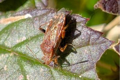 <i>Liorhyssus hyalinus</i>