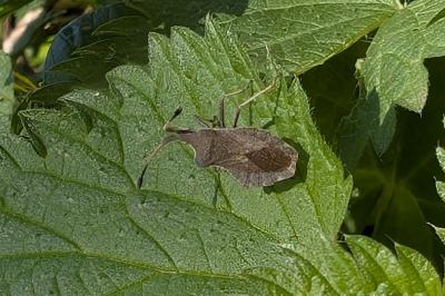 <i>Enoplops scapha</i>