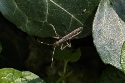 <i>Micrelytra fossularum</i>