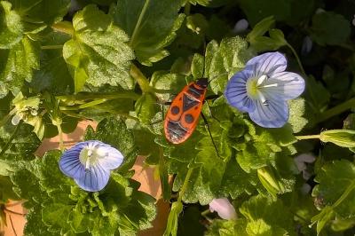 <i>Pyrrhocoris apterus</i>