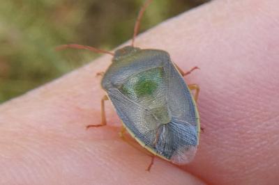 <i>Piezodorus lituratus</i>