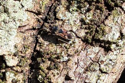 <i>Rhyparochromus vulgaris</i>
