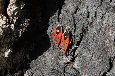 <i>Melanocoryphus albomaculatus</i>