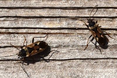 <i>Rhyparochromus vulgaris</i>