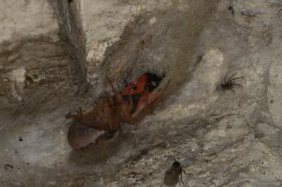 <i>Melanocoryphus albomaculatus</i>