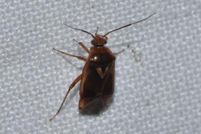 <i>Lygus pratensis</i>