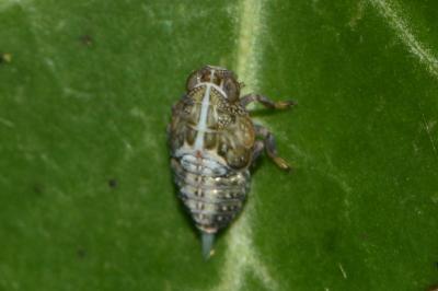 <i>Issus</i>