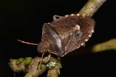 <i>Peribalus strictus</i>