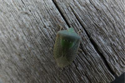 <i>Nezara viridula</i>