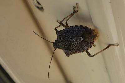<i>Halyomorpha halys</i>