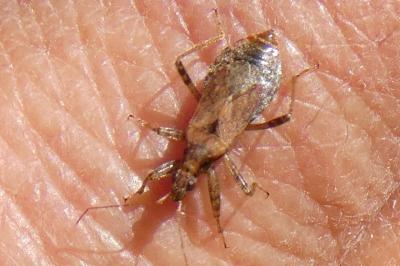 <i>Himacerus mirmicoides</i>