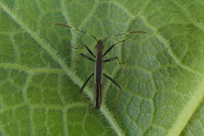 <i>Micrelytra fossularum</i>