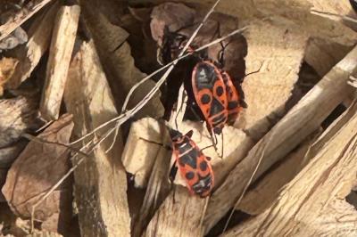 <i>Pyrrhocoris apterus</i>