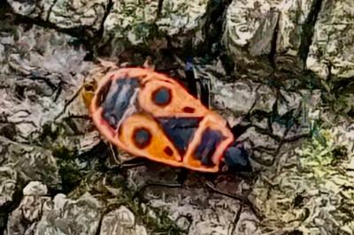 <i>Pyrrhocoris apterus</i>
