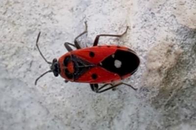 <i>Melanocoryphus albomaculatus</i>