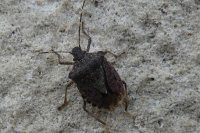 <i>Halyomorpha halys</i>