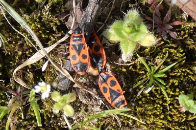<i>Pyrrhocoris apterus</i>