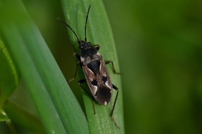 <i>Rhyparochromus vulgaris</i>
