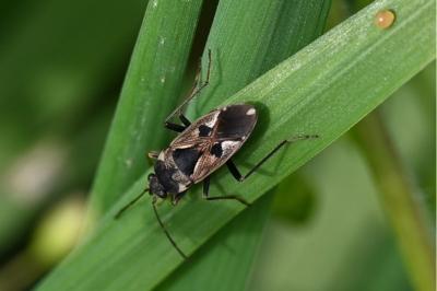 <i>Rhyparochromus vulgaris</i>