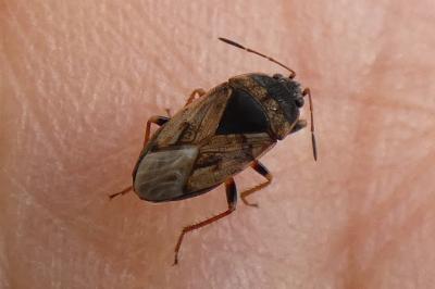 <i>Trapezonotus ullrichi</i>