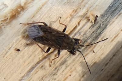 <i>Peritrechus gracilicornis</i>