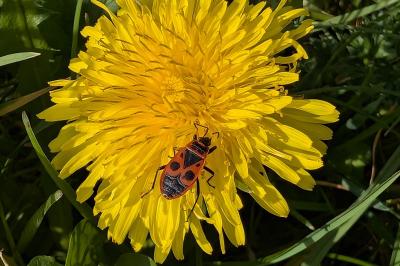 <i>Pyrrhocoris apterus</i>