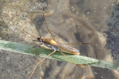 <i>Gerris thoracicus</i>
