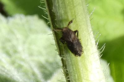 <i>Asiraca clavicornis</i>