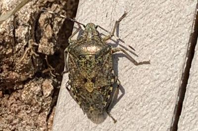 <i>Rhaphigaster nebulosa</i>