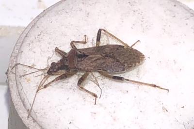 <i>Himacerus mirmicoides</i>