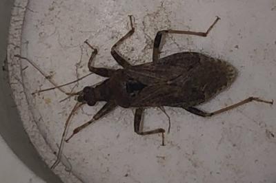 <i>Himacerus mirmicoides</i>