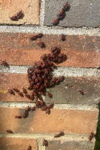 <i>Pyrrhocoris apterus</i>