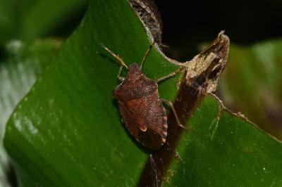 <i>Peribalus strictus</i>