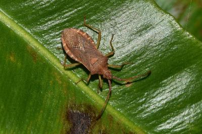 <i>Gonocerus acuteangulatus</i>