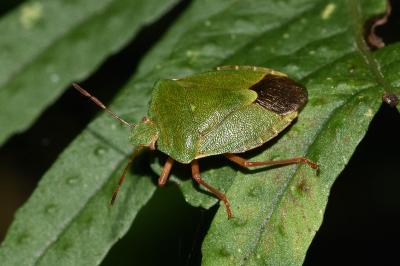 <i>Palomena prasina</i>