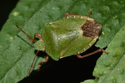 <i>Palomena prasina</i>