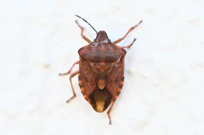 <i>Carpocoris purpureipennis</i>