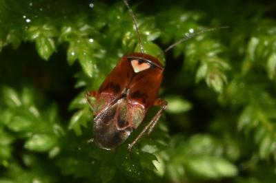 <i>Lygus pratensis</i>