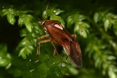<i>Lygus pratensis</i>