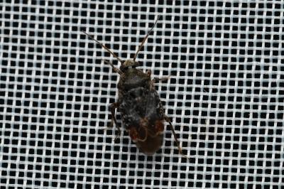 <i>Charagochilus gyllenhalii</i>
