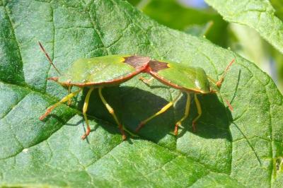 <i>Palomena prasina</i>