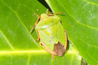 <i>Palomena prasina</i>
