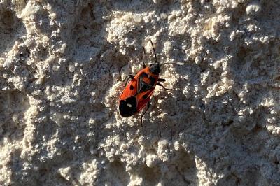 <i>Melanocoryphus albomaculatus</i>