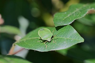 <i>Nezara viridula</i>